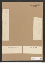 Nitzschia sigma var. ... (de-Toni-Nr.: Genus 47, Species 2099) Zeichnungen Sammlung Grunow Nr. 4377 (NHMW-BOT-W0372108)